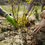 Iniciatíva Sadíme budúcnosť podporí dobrovoľníkov na výsadbu stromov